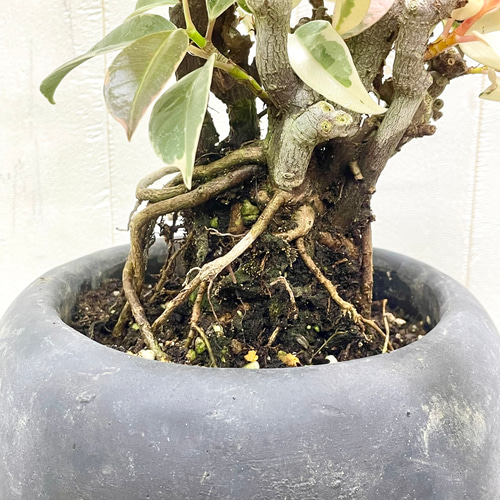 新作 根上がり 古株 フィカス ティネケ セメントボール その他