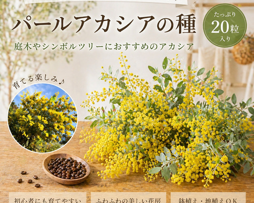 パールアカシアの種 20粒 ☆育て方 説明書付き☆ 花の種 ブーケや