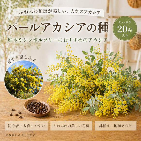 パールアカシアミモザの春のボードアレンジ　母の日ギフト パールアカシアの種 20粒 ☆育て方 説明書付き☆ 花の種 ブーケや