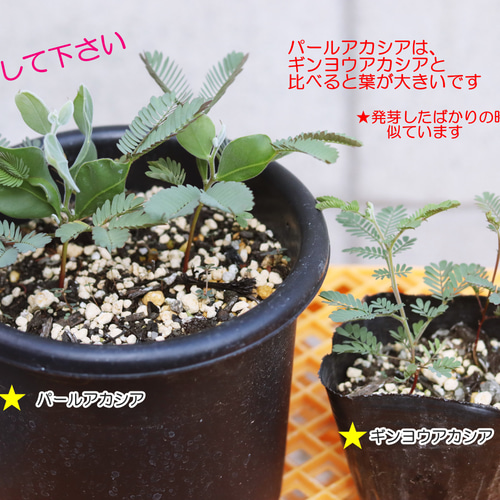 パールアカシアの種 20粒 ☆育て方 説明書付き☆ 花の種 ブーケや
