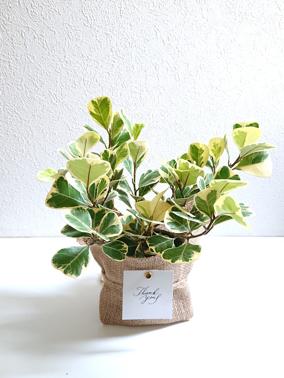 日本花キ流通 観葉植物 フィカス トライアンギュラリス