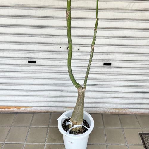 激安ショップ 食品 実生パキラ パラソル仕立て 44｜ぷっくり幹が