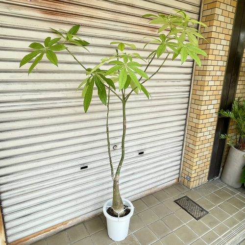 【幹のクセ強めが可愛い♥】パキラ パラソル 日本製 幹のクセ強めが可愛い♥】パキラ パキラ パキラ - パキラ