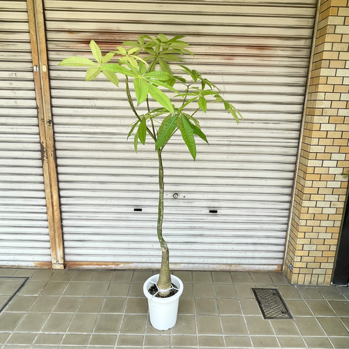 再入荷 厳選株 実生 パキラ その他インテリア雑貨 PLANTS SHOP
