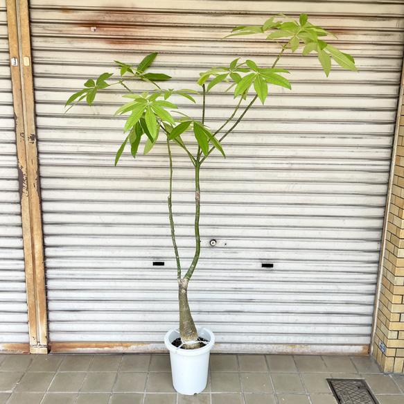 再入荷 厳選株 実生 パキラ その他インテリア雑貨 PLANTS SHOP