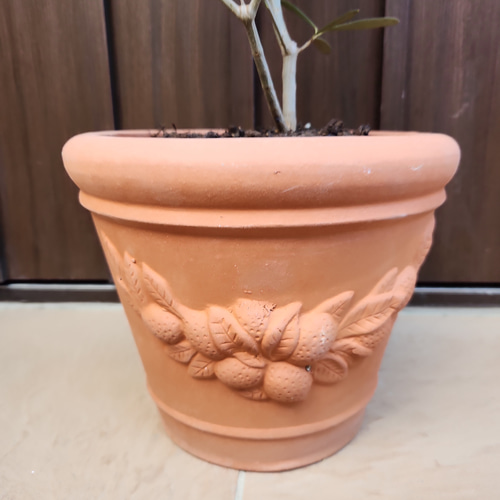 平和の象徴♡ オリーブの木 エルグレコ 可愛い テラコッタ鉢植え 盆栽