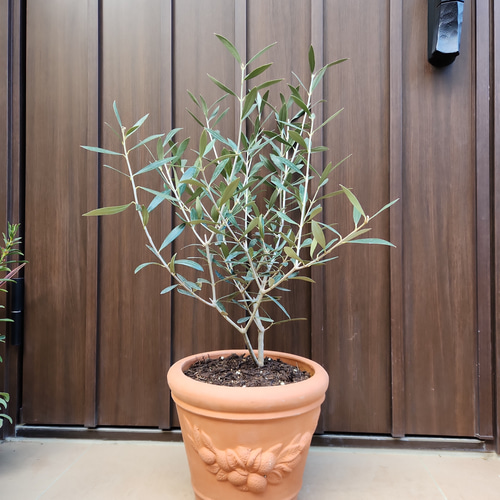 平和の象徴♡ オリーブの木 エルグレコ 可愛い テラコッタ鉢植え 盆栽