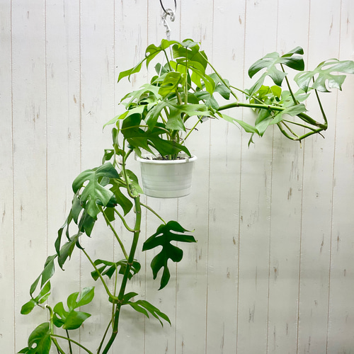 限定数 超ロング株 株立ち ヒメモンステラ 吊り鉢 その他インテリア