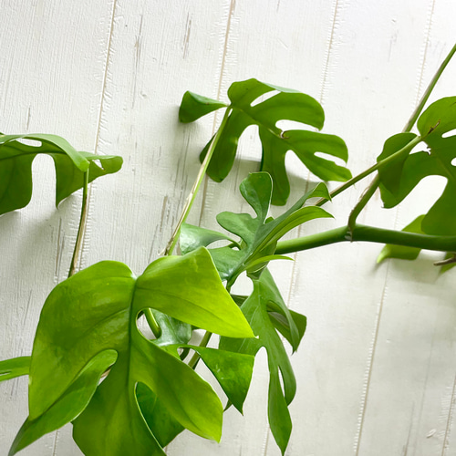 限定数 超ロング株 株立ち ヒメモンステラ 吊り鉢 その他インテリア