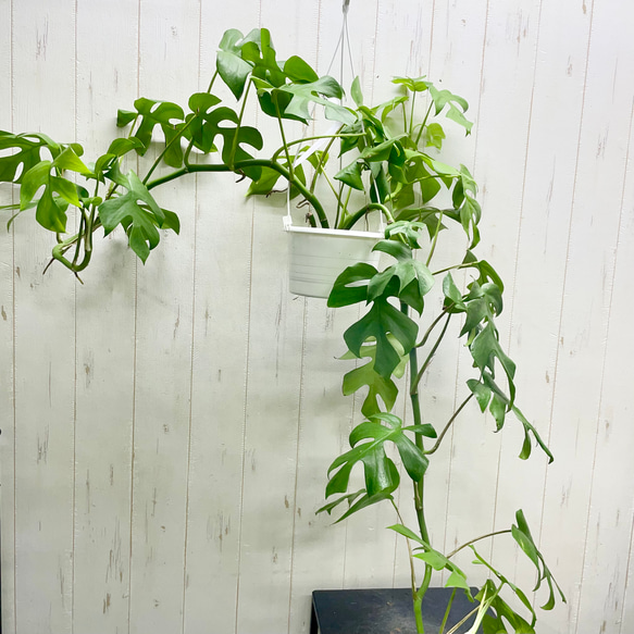 モンステラ 吊り下げ　お洒落　ハンキング　　ヒメモンステラ　観葉植物のある暮らし モンステラ 吊り下げ お洒落 ハンキング ヒメモンステラ 観葉