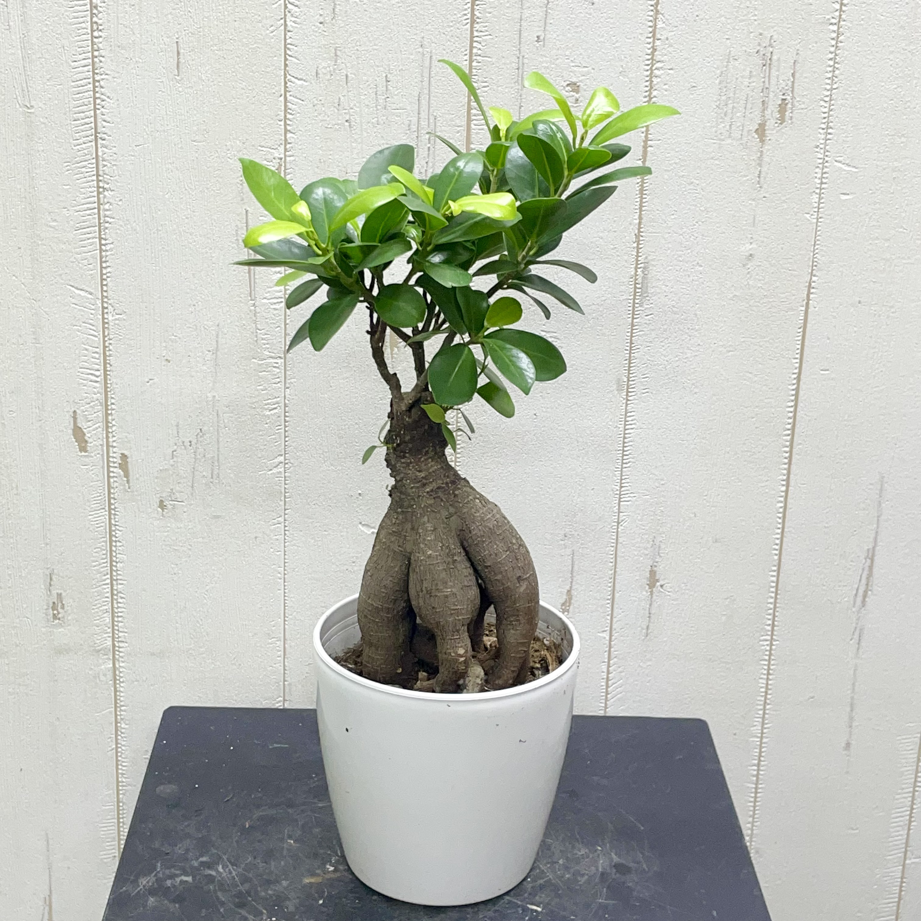 幹ぷっくり オススメ樹形 ニンジンガジュマル ガジュマル 3鉢 全国無料