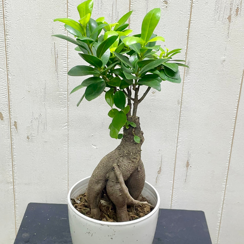 幹ぷっくり オススメ樹形 ニンジンガジュマル ガジュマル その他