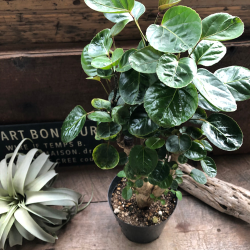 ポリシャス ファビアン♡観葉植物 5号鉢♡丸い葉っぱ♡ アートフラワー