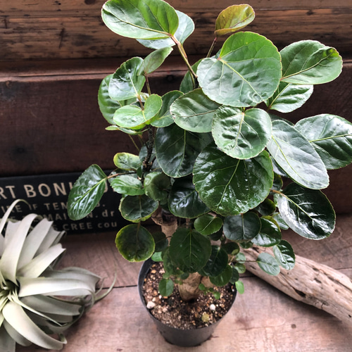 ポリシャス ファビアン♡観葉植物 5号鉢♡丸い葉っぱ♡ アートフラワー