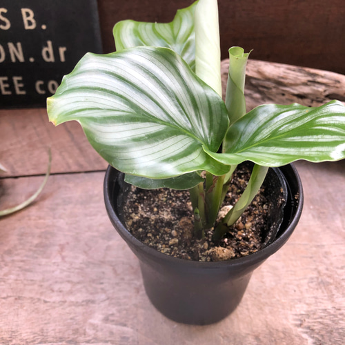 3号♡オルビフォリア♡カラテア♡風水♡観葉植物♡インテリア アート