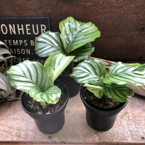 3号♡オルビフォリア♡カラテア♡風水♡観葉植物♡インテリア アート