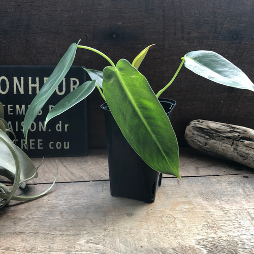 観葉植物 スピリタス・サンクチ フィロデンドロン スピリタスサンクチ | GREEN LUCK