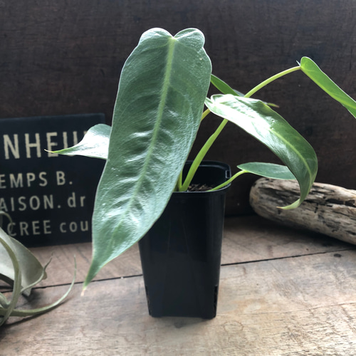 スピリタスサンクチ♡フィロデンドロン□観葉植物□ スピリタスサンク