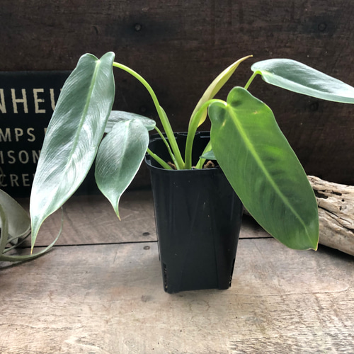 スピリタスサンクチ♡フィロデンドロン□観葉植物□ スピリタスサンク