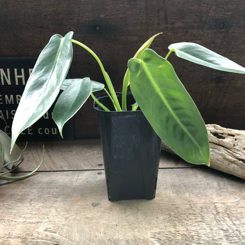 スピリタスサンクチ♡フィロデンドロン□観葉植物□ スピリタスサンク