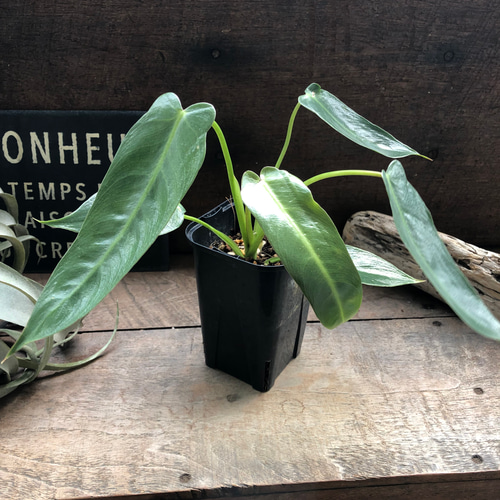 スピリタスサンクチ♡フィロデンドロン□観葉植物□ スピリタス