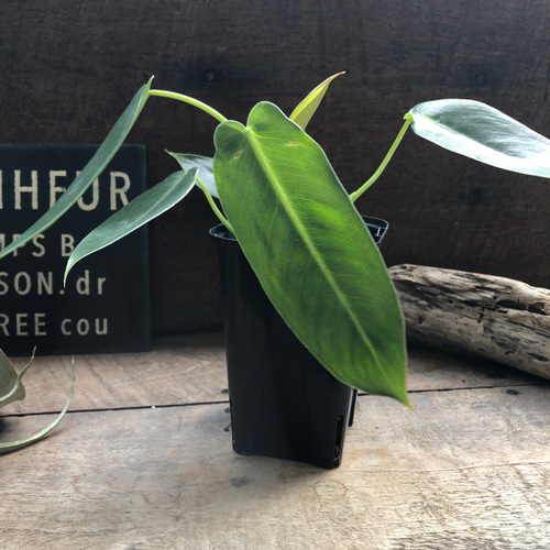 スピリタスサンクチ♡フィロデンドロン□観葉植物□ スピリタスサンク