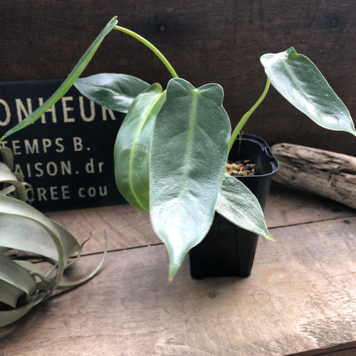 スピリタスサンクチ♡フィロデンドロン□観葉植物□ スピリタス
