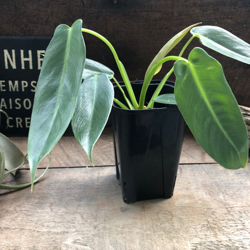 スピリタスサンクチ♡フィロデンドロン□観葉植物□ スピリタスサンク