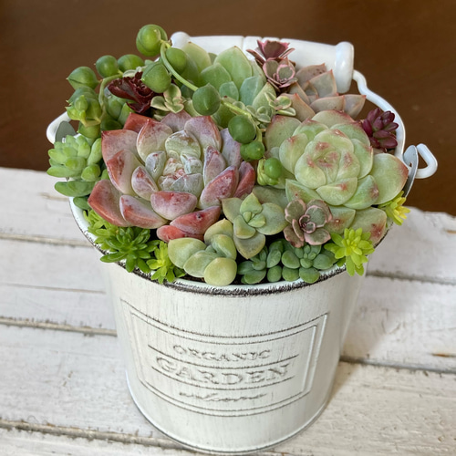 多肉植物寄植え 取手付きバケツ型ポット 多肉植物 寄せ植え ホワイト