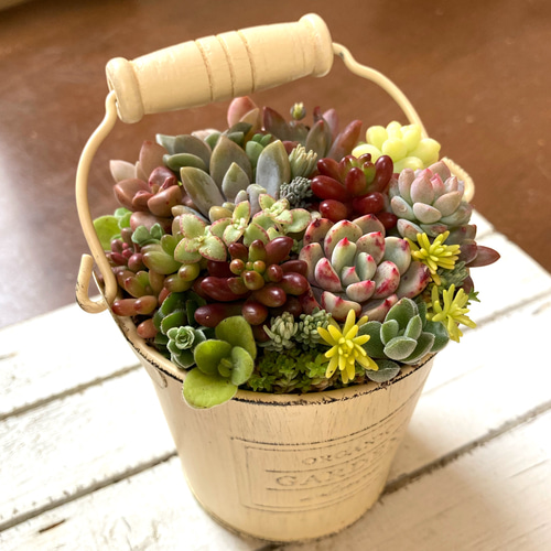 多肉植物寄植え 取手付きバケツ型ポット 多肉植物 寄せ植え ホワイト