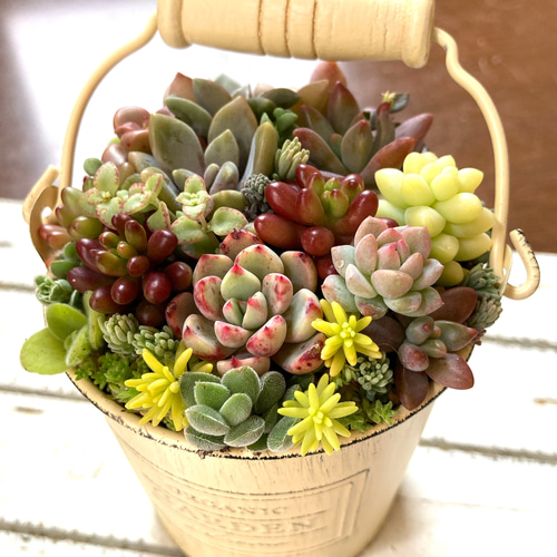 多肉植物　寄せ植え　取手付き　b 多肉植物寄植え 取手付きバケツ型ポット 多肉植物 寄せ植え ホワイト