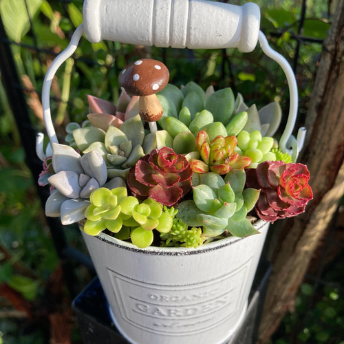 多肉植物寄植え 取手付きバケツ型ポット 多肉植物 寄せ植え ホワイト