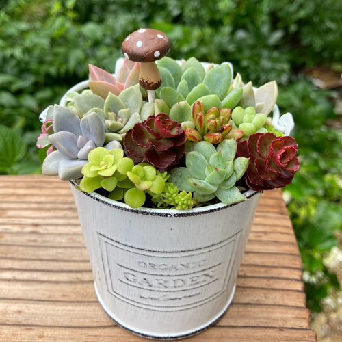 多肉植物寄植え 取手付きバケツ型ポット 多肉植物 寄せ植え ホワイト