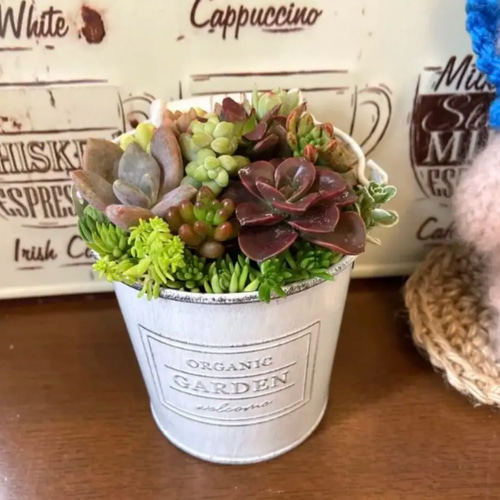 多肉植物寄植え 取手付きバケツ型ポット 多肉植物 寄せ植え ホワイト