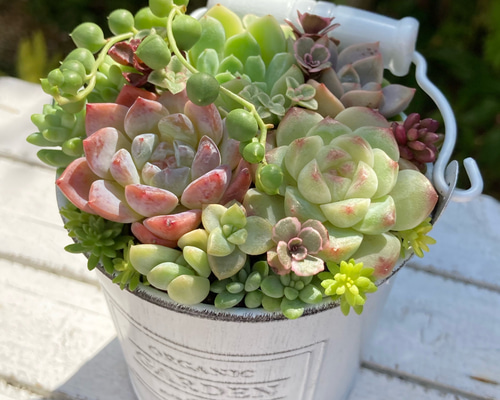 寄せ植え　多肉植物　取手付き　w e3981756dca49d50deee4ee9bd0ffc