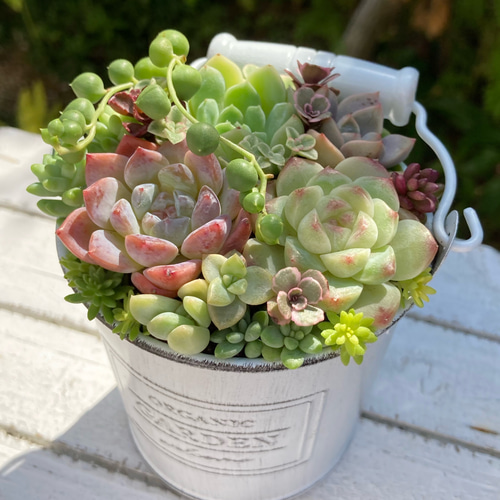 多肉植物寄植え 取手付きバケツ型ポット 多肉植物 寄せ植え ホワイト