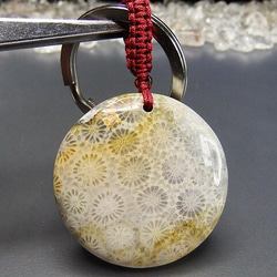 【天然】花化石【希少】 201ce9ba6a469f295ea743d0800f83