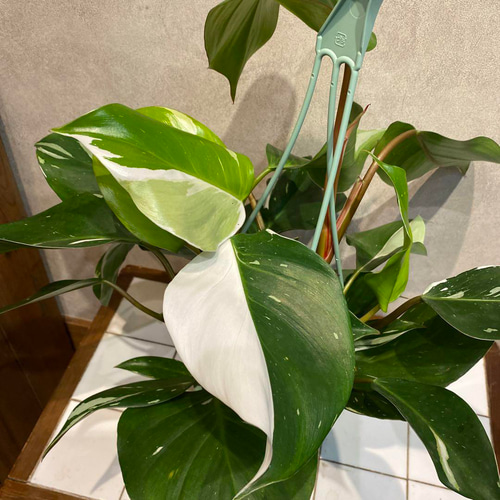 フィロデンドロン❤️ホワイトプリンセス 5号吊り鉢 多肉植物