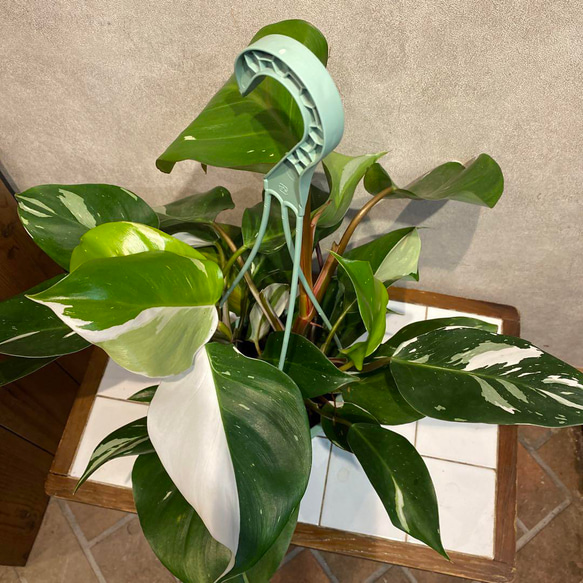 フィロデンドロン ホワイトプリンセス ホワイトウィザード 5号鉢