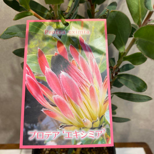 プロテア エキシミア6号