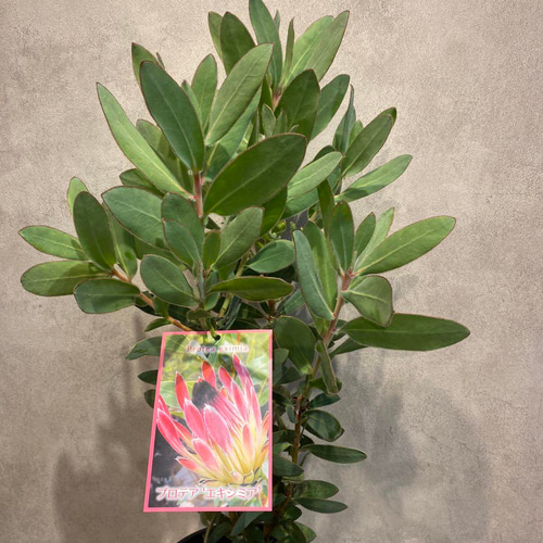 プロテア エキシミア6号