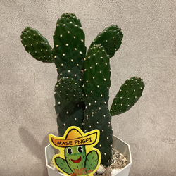 希少❗️ フィロデンドロン❤️スクアミフェルム 3.5号吊り鉢 多肉植物