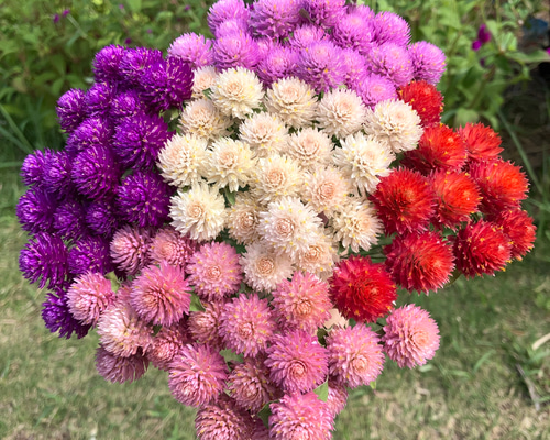 マイフラ】 通販/風の花 千日紅ミックス ドライフラワー 25本入 ナチュラル DN140001(花径 約1.5～2cm): ドライフラワー  ナチュラル素材/全国にMAGIQ、花器、花資材などをお届けします。