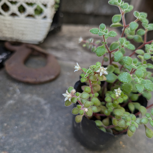 多肉植物 ブロウメアナ カット苗 黒ポットの中すべて根元部分から