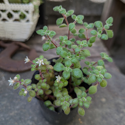 多肉植物 ブロウメアナ カット苗 黒ポットの中すべて根元部分から