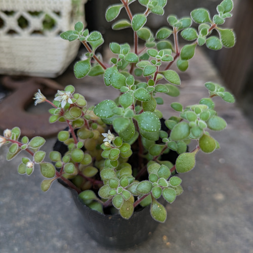 多肉植物 ブロウメアナ カット苗 黒ポットの中すべて根元部分から