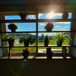 【送料無料】 ウォールシェルフ スリム ツリー パイン オーク 送料無料】 ウォールシェルフ スリム ツリー パイン オーク 壁掛け