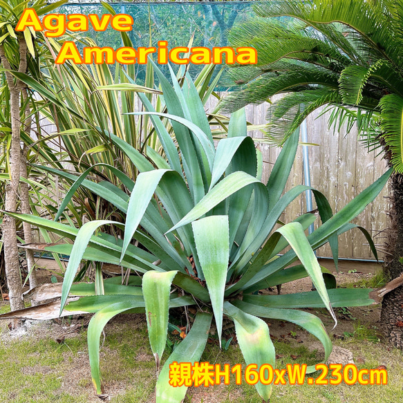 ✢from 九十九里浜✢ 南国リゾート Agave americana⑥ 子株 南国植物 