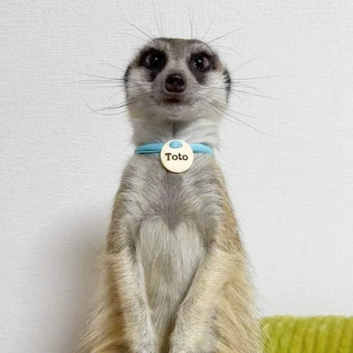 丸型】ストレス最小限 揺れない迷子札 2g 超軽量 猫 犬 やわらか紐