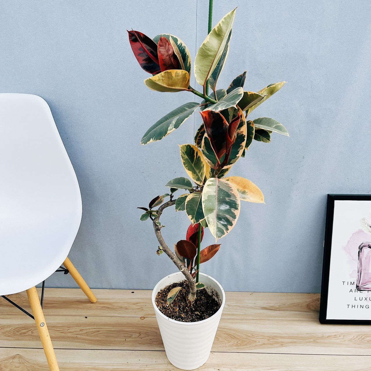 現品　フィカス　ゴムの木　ベリーリーフ　曲がり　　観葉植物　フィカスベリーリーフ 現品 フィカス ゴムの木 ベリーリーフ 曲がり 観葉植物 フィカス